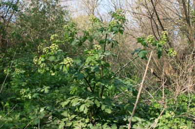 Maceron cultivé Smyrnium olusatrum L., 1753