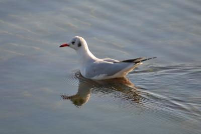 Mouette rieuse Chroicocephalus ridibundus (Linnaeus, 1766)