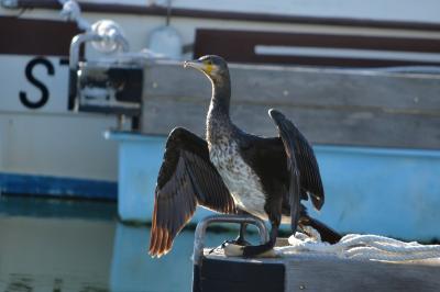 Grand Cormoran Phalacrocorax carbo sinensis (Shaw & Nodder, 1801)