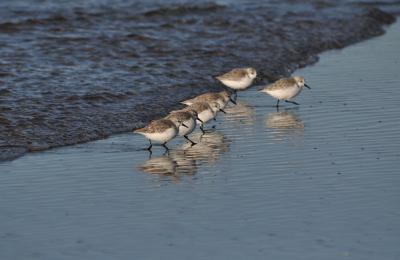 Bécasseau sanderling Calidris alba (Pallas, 1764)