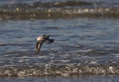 Bécasseau sanderling Calidris alba (Pallas, 1764)