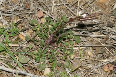 Cardamine hérissée, Cresson de muraille Cardamine hirsuta L., 1753