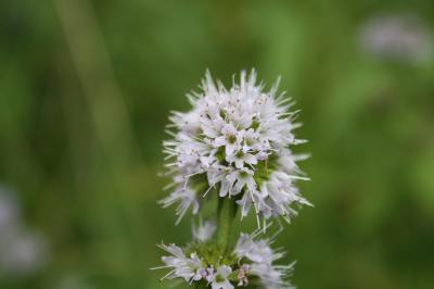 Menthe aquatique Mentha aquatica L., 1753