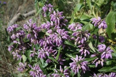Herbe au vent Phlomis herba-venti L., 1753