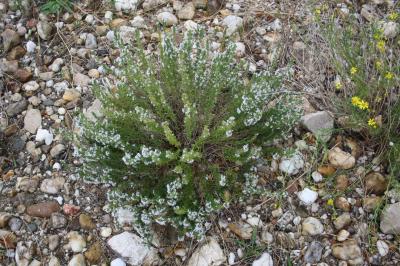 Sarriette de montagne Satureja montana L., 1753