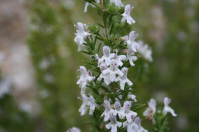 Sarriette de montagne Satureja montana L., 1753