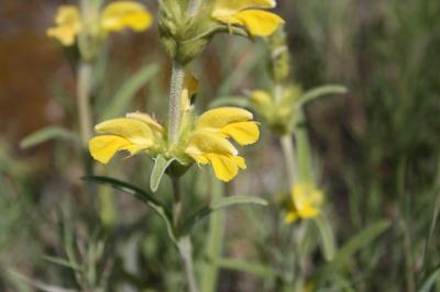 Lychnite Phlomis lychnitis L., 1753