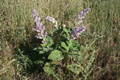 Sauge sclarée, Orvale Salvia sclarea L., 1753
