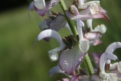 Sauge sclarée, Orvale Salvia sclarea L., 1753