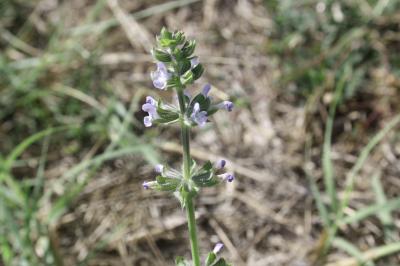 Sauge fausse-verveine Salvia verbenaca L., 1753