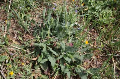 Sauge fausse-verveine Salvia verbenaca L., 1753
