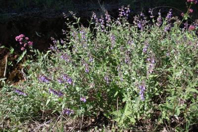 Sauge officinale Salvia officinalis L., 1753