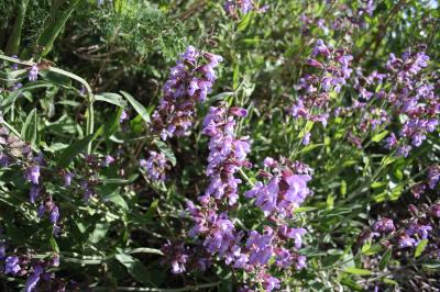 Sauge officinale Salvia officinalis L., 1753