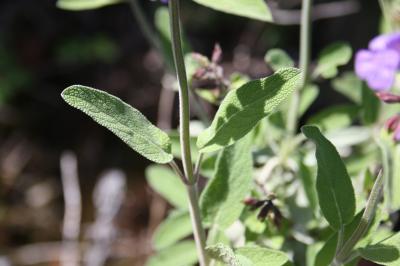 Sauge officinale Salvia officinalis L., 1753