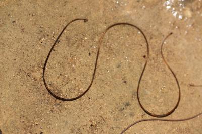  Paragordius 