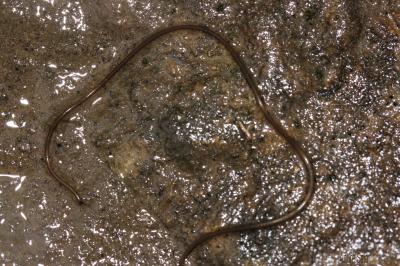  Paragordius 