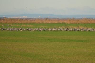 Grue cendrée Grus grus (Linnaeus, 1758)