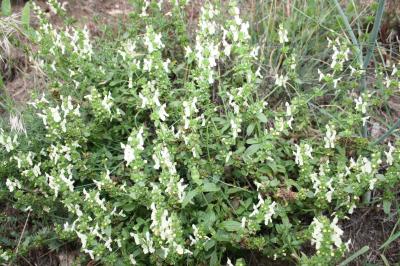 Épiaire droite Stachys recta L., 1767