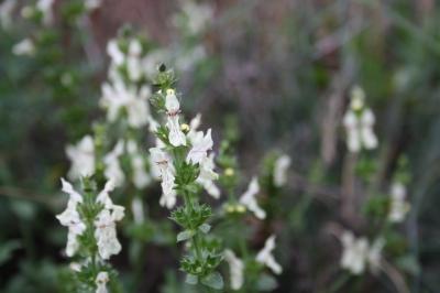 Épiaire droite Stachys recta L., 1767