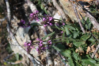 Épiaire officinale Betonica officinalis L., 1753