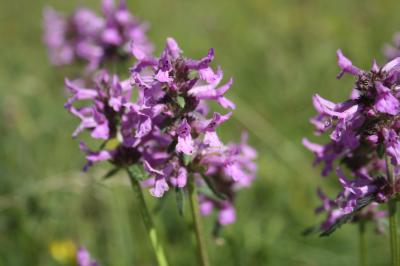 Épiaire officinale Betonica officinalis L., 1753
