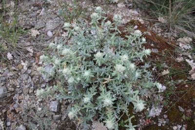 Germandrée Polium Teucrium polium L., 1753
