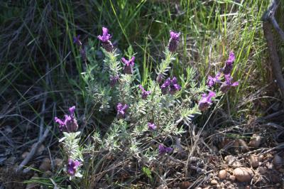 Lavande papillon, Lavande Stéchade Lavandula stoechas L., 1753