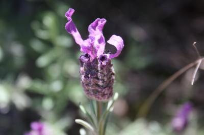 Lavande papillon, Lavande Stéchade Lavandula stoechas L., 1753