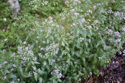 Arabette des Cévennes Arabidopsis cebennensis (DC.) O'Kane & Al-Shehbaz, 1997