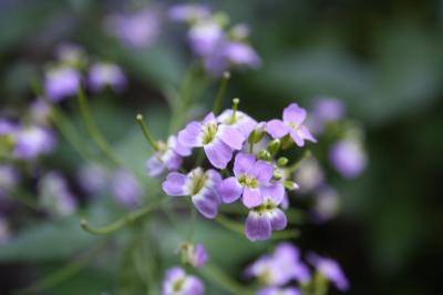 Arabette des Cévennes Arabidopsis cebennensis (DC.) O'Kane & Al-Shehbaz, 1997