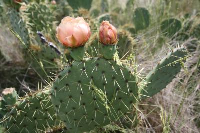 Figuier de Barbarie, Figuier d'Inde Opuntia ficus-indica (L.) Mill., 1768
