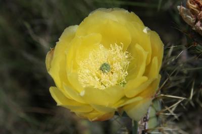 Figuier de Barbarie, Figuier d'Inde Opuntia ficus-indica (L.) Mill., 1768
