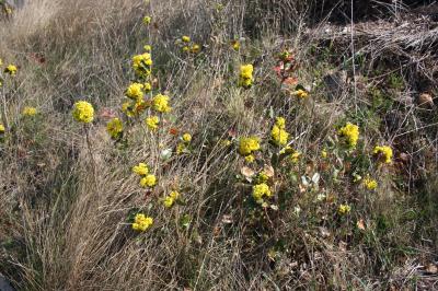 Faux Houx Berberis aquifolium Pursh, 1814
