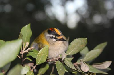 Roitelet à triple bandeau Regulus ignicapilla (Temminck, 1820)