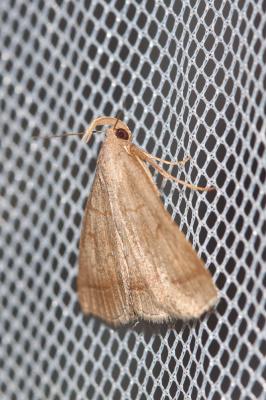 Herminie plumeuse (L') Zanclognatha lunalis (Scopoli, 1763)