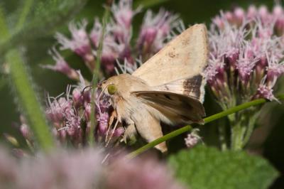 Armigère (L') Helicoverpa armigera (Hübner, 1808)