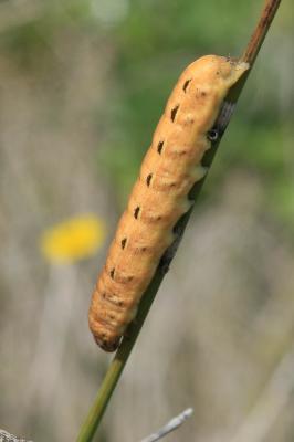 Hibou (Le) Noctua pronuba (Linnaeus, 1758)