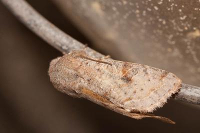 Orthosie variable (L') Orthosia incerta (Hufnagel, 1766)