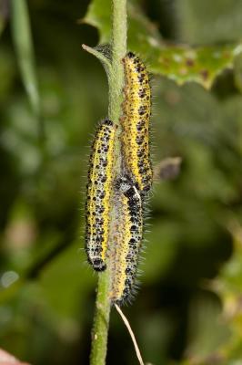 Piéride du Chou (La), Grande Piéride du Chou (La), Pieris brassicae (Linnaeus, 1758)