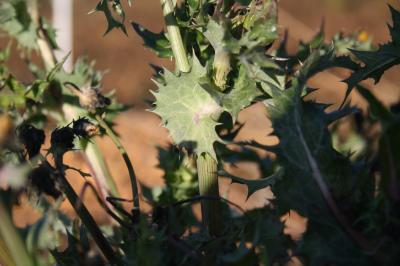 Laiteron rude, Laiteron piquant Sonchus asper (L.) Hill, 1769