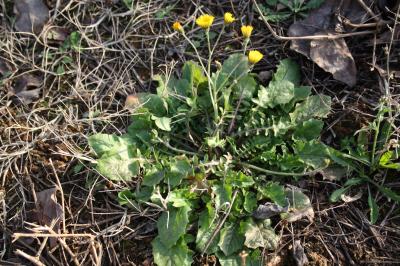 Crépide de Nîmes Crepis sancta (L.) Bornm., 1913