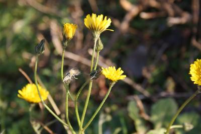 Crépide de Nîmes Crepis sancta (L.) Bornm., 1913