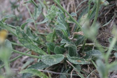 Picride fausse Vipérine Helminthotheca echioides (L.) Holub, 1973