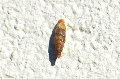  Clausilia Draparnaud, 1805