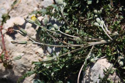 Crépide à feuilles de capselle Crepis bursifolia L., 1753