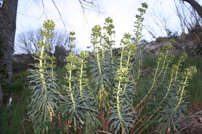 Euphorbe des vallons Euphorbia characias L., 1753