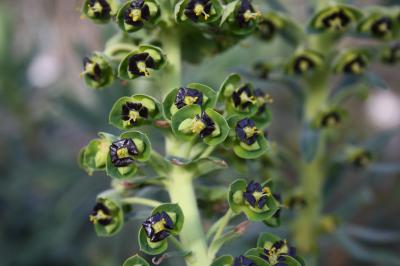Euphorbe des vallons Euphorbia characias L., 1753