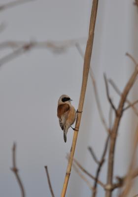 Rémiz penduline, Mésange rémiz Remiz pendulinus (Linnaeus, 1758)