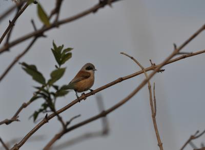 Rémiz penduline, Mésange rémiz Remiz pendulinus (Linnaeus, 1758)