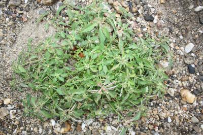  Euphorbia dentata Michx., 1803